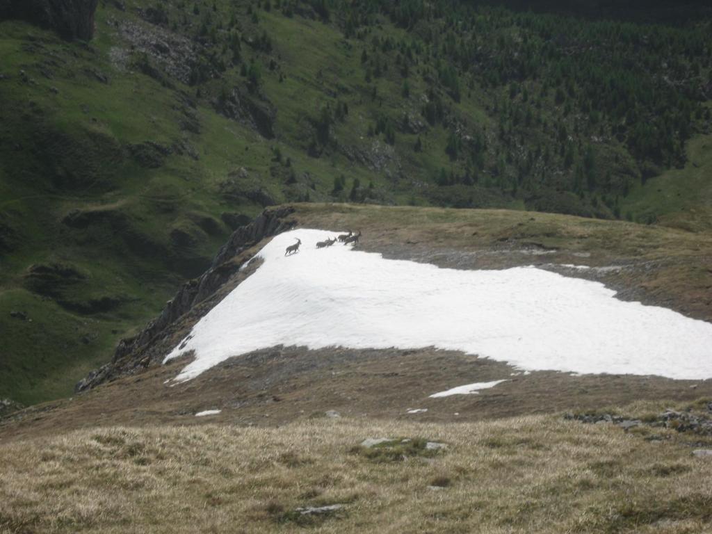 Hotel Pensione Dolomiti Falcade Exterior foto